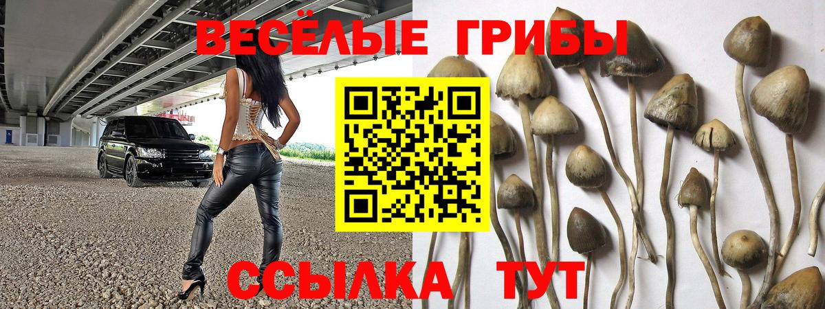 Галлюциногенные грибы Psilocybe Тулун